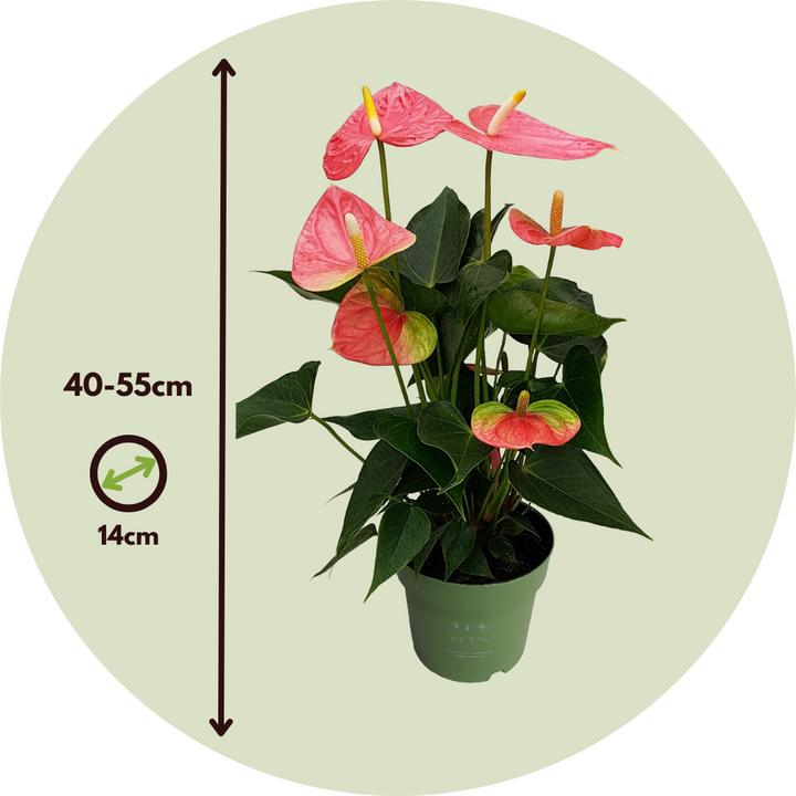 Actual product image Plant in a Box Anthurium 'Colorado Pink" - (40 cm)