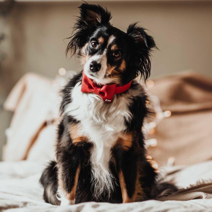Immagine prodotto Hunter Accessori per colletto papillon Parigi, rosso (Cane, Generale)