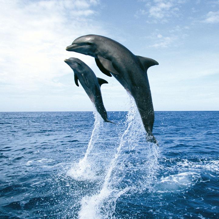 Actual product image Dolphins 2023 (Hardcover, Spanish, French, Czech, Italian, Dutch, Polish, German, English)