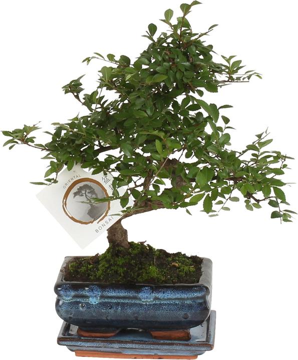 Image du produit Plant in a Box Zelkova serrata - Bonsaibaume (25 cm)
