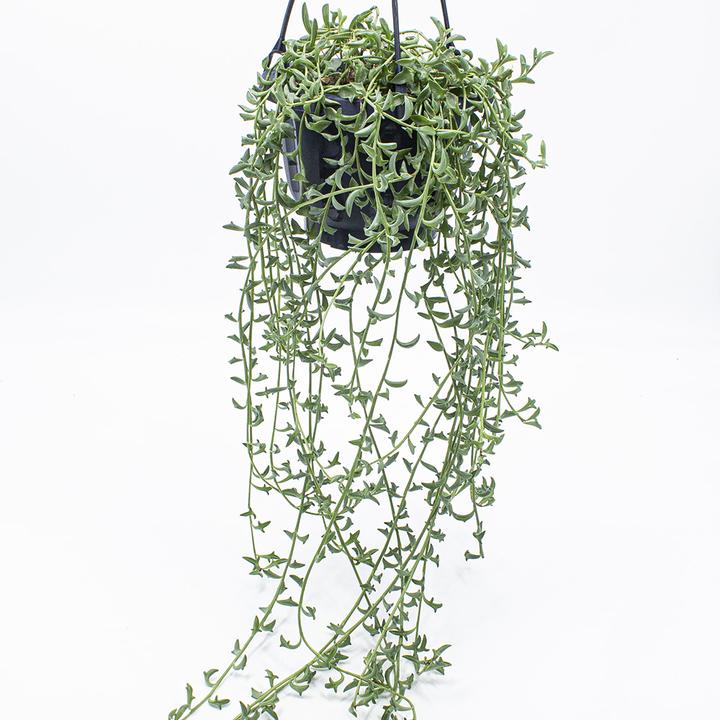 Kakteen Gautschi Senecio Dolphin (45 cm)