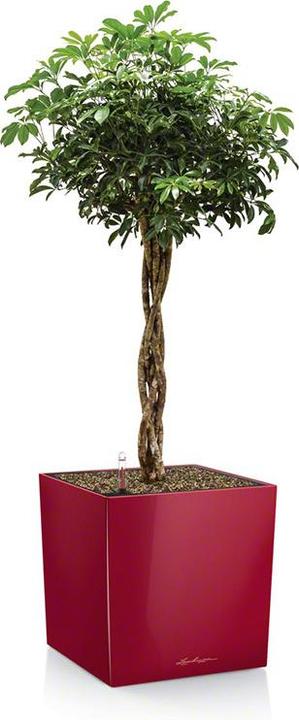 Produktbild Lechuza Cube 50 (49 cm)