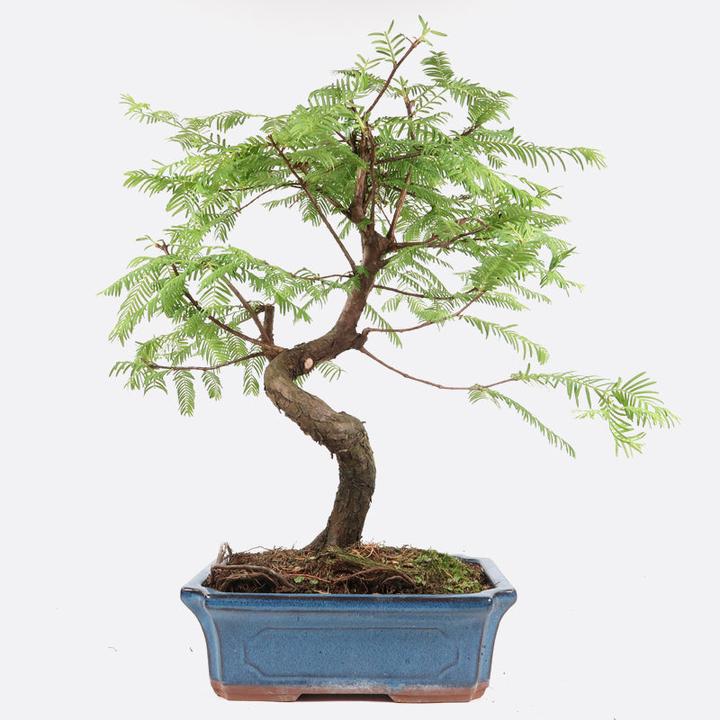 Actual product image Bonsai.ch Metasequoia sequoia cm (23 cm)