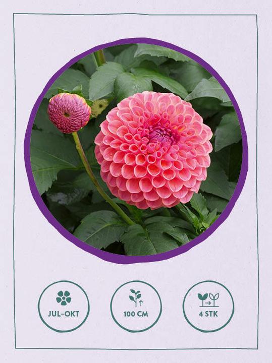 Actual product image Card set: No time to garden - 64 cards - Quick and easy to a flower garden (German)