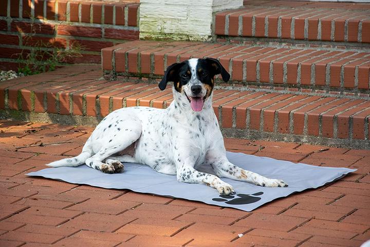 Actual product image Dobar Cooling mat with black paws 99.5 x 70 cm grey (Dog)