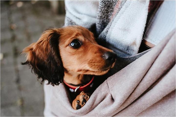 Image du produit Hunter Los Angeles (Chien, Lavable)