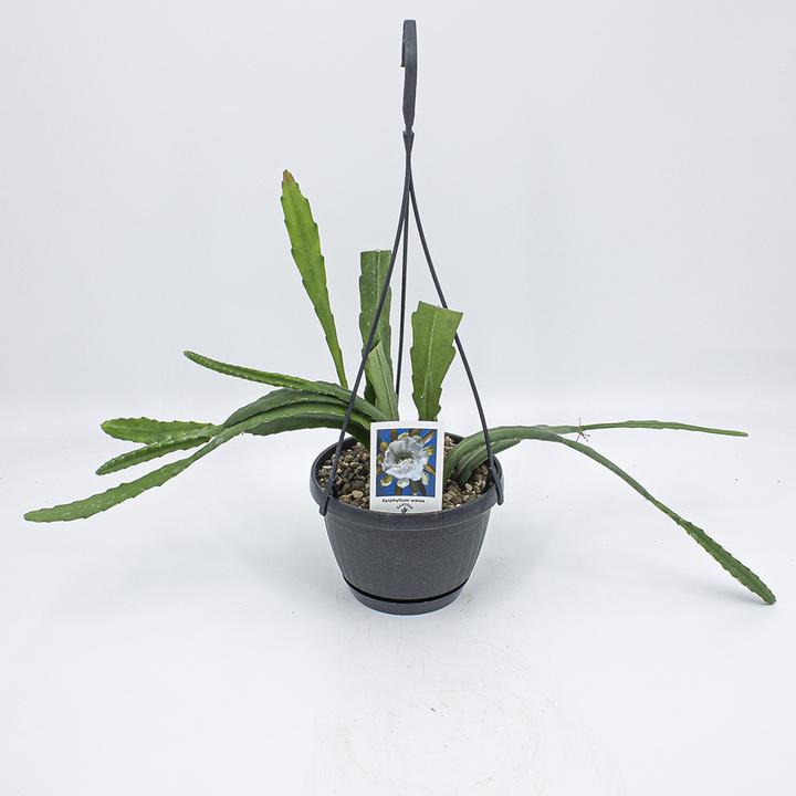Immagine prodotto Kakteen Gautschi Epiphyllum fiore bianco (45 cm)