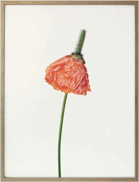 Image du produit Trenddeko La fleur rouge 01 (30 x 40 cm)