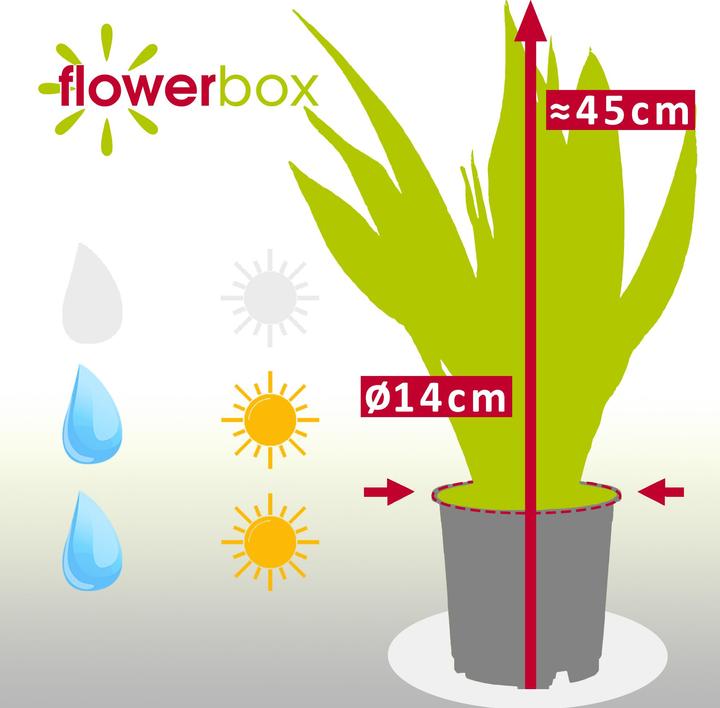 Actual product image Flowerbox Curved hemp - Sansevieria zeylanica (45 cm)