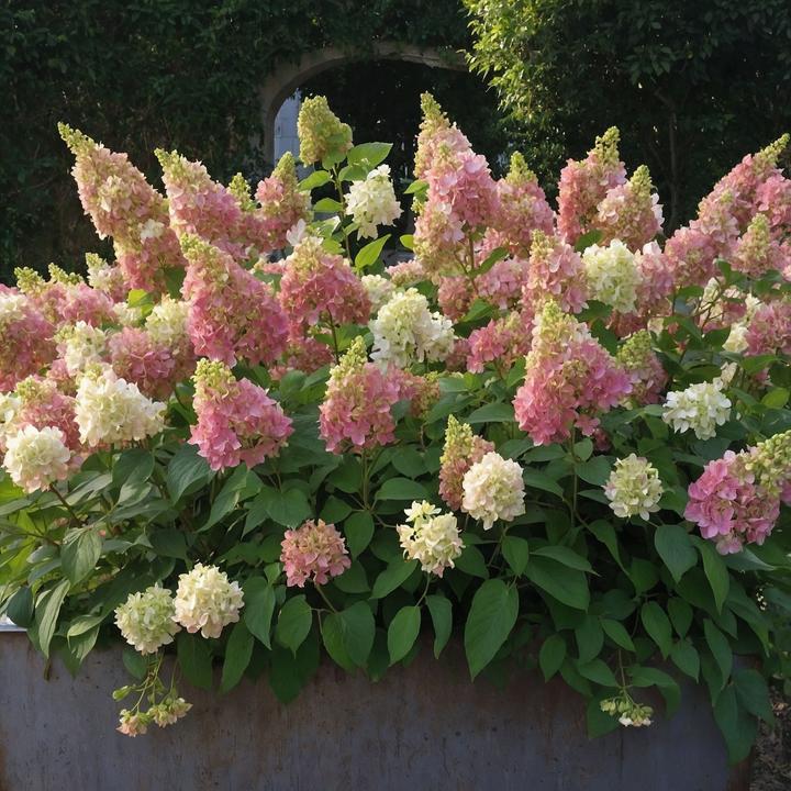 Produktbild Plant in a Box Hydrangea paniculata 'Candlelight' - 2er-Set Hortensie (25 cm)