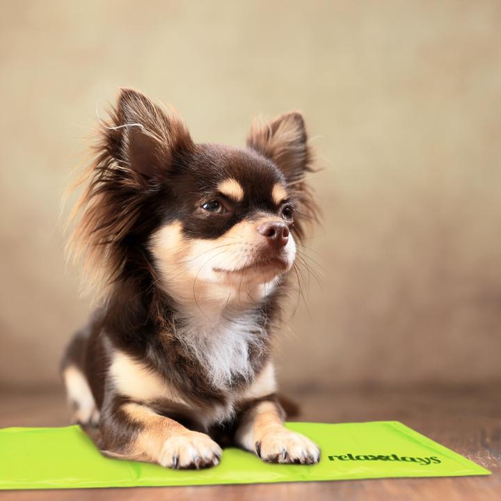 Produktbild Relaxdays Kühlmatte Hund (Hund)