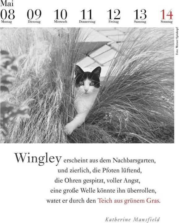 Actual product image The literary cat calendar (33 x 24 cm, No binding, German)