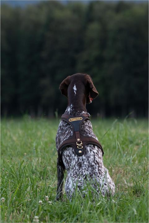 Produktbild Niggeloh Hundeführgeschirr Follow (S, Hund, Allgemein)