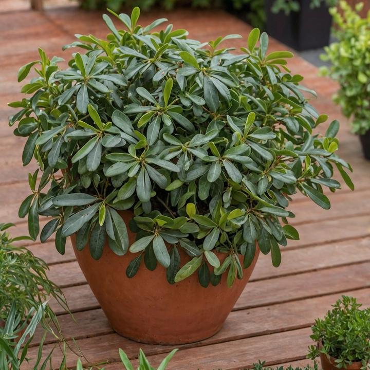 Actual product image Plant in a Box Pittosporum tobira nanum - Laurel (30 cm)