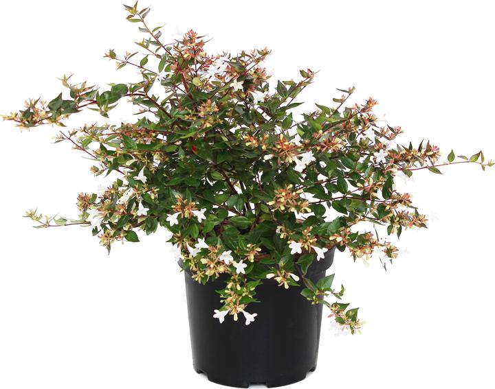Image du produit Zulauf Abelie (50 cm)