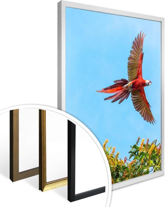 Produktbild Trenddeko Colombo – Papagei im Flug (80 x 100 cm)