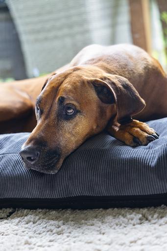 Actual product image Beeztees Bz Orthopedic Rest Cush Veo Dgrey 100x70 (Dog)