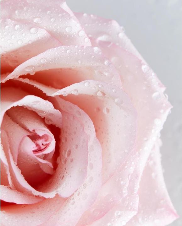 Image du produit NIVEA Eau de rose (Eau micellaire, 400 ml)