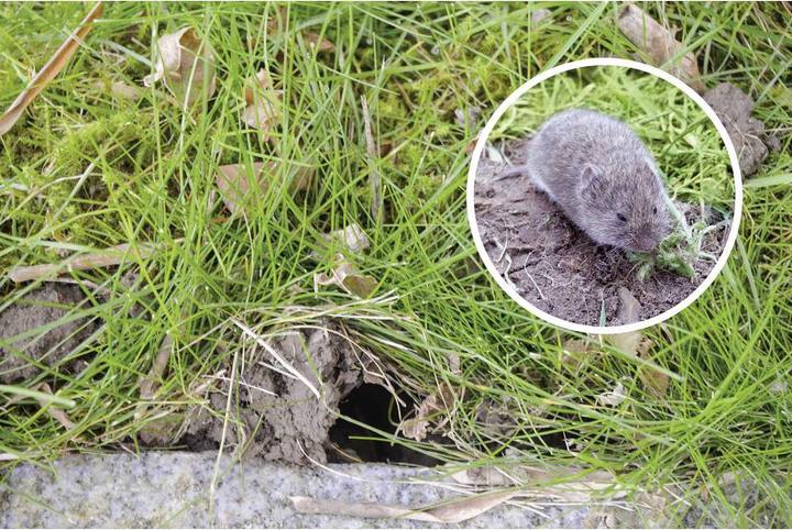 Produktbild Gardigo Wühlmausfalle Wühlmaus Zangenfalle 4er Set