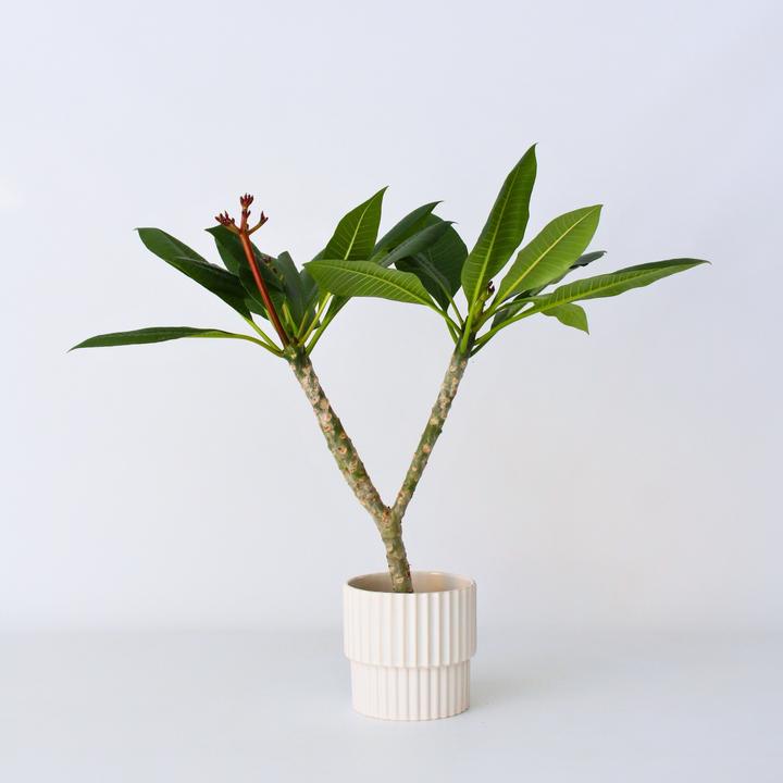 Actual product image Plant in a Box Plumeria Frangipani Pearl - Hawaii plant (70 cm)