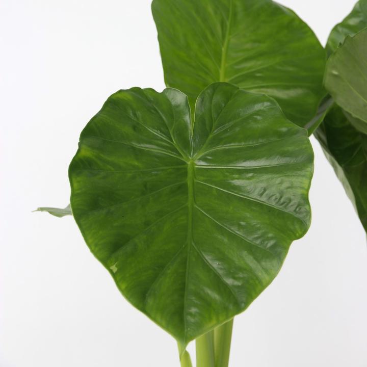 Actual product image Plant in a Box Alocasia Odora - Big Elephant Ear (55 cm)