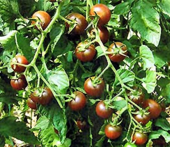 Actual product image Sativa Cherry Tomato Black Cherry (Seed bombs)