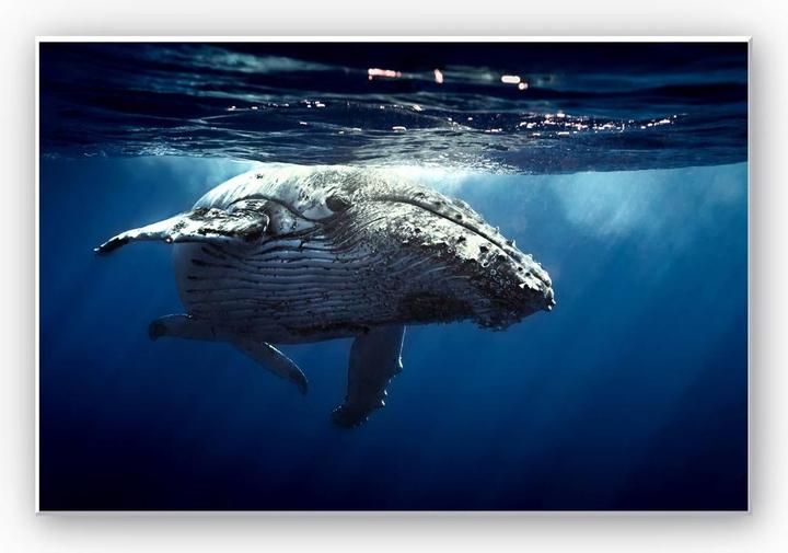 Image du produit Trenddeko Baleine à bosse en plongée (100 x 70 cm)