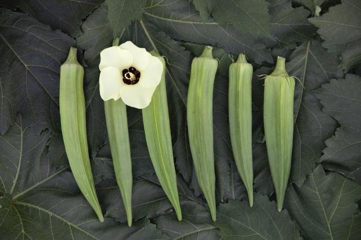 Produktbild Zollinger Bio Okra, Cajun Selektion Z