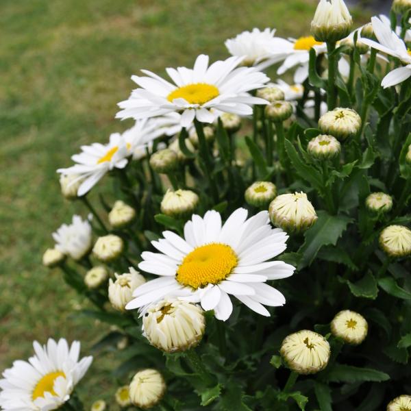 Immagine prodotto Säntispracht Margherite dei prati - Leucanthemum maximum 'Lagrande' (80 cm)