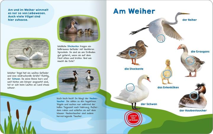 Actual product image Mein grosses Buch der Vogelstimmen (German, 2024)