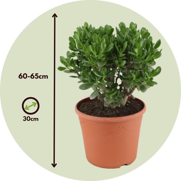 Immagine prodotto Plant in a Box Crassula ovata Minor - Pianta di giada (60 cm)