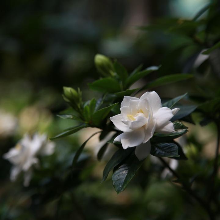 Immagine prodotto Plant in a Box Gardenia Jasminoides (20 cm)