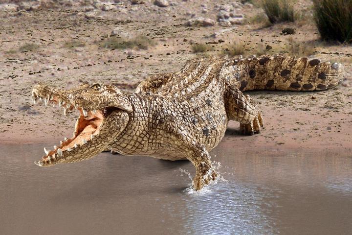 Produktbild Schleich Krokodil