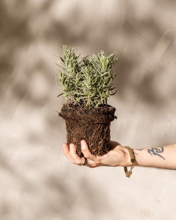 Produktbild feey Lavendel (15 cm, Tierfreundlich)