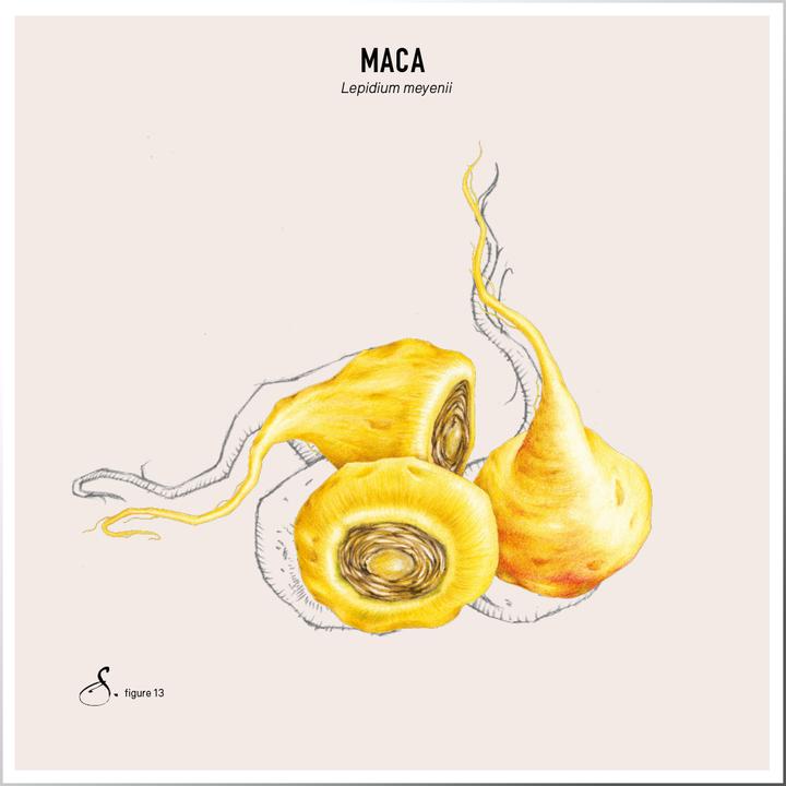 Produktbild Sekoya Maca | Gegen Wechseljahresbeschwerden (60 Stück, Kapseln)