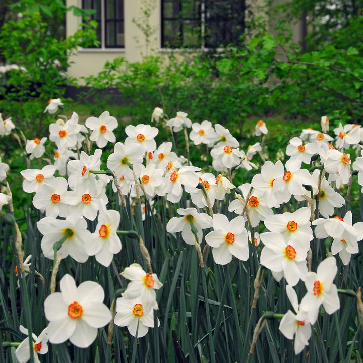 Actual product image Plant in a Box Narcissus Recurvus - set of 30 daffodil bulbs