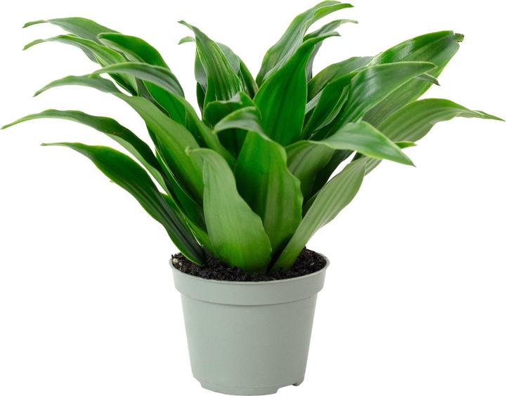 Actual product image Flowerbox Dragon tree Janet Craig - height ca. 15 cm, pot-Ø 6 cm - Dracaena Deremensis Janet Craig (15 cm)
