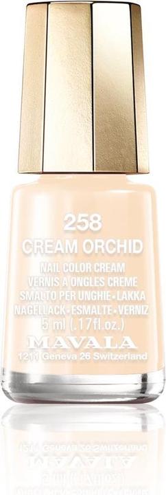 Orchidea crema