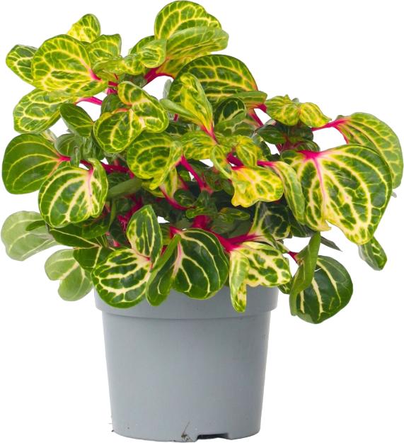 Produktbild Plant in a Box Iresine Herbstii - Blutblatt (20 cm)