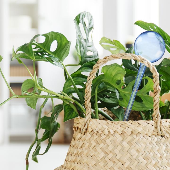 Produktbild Relaxdays 5x Bewässerungskugel (Bewässerungskugeln)