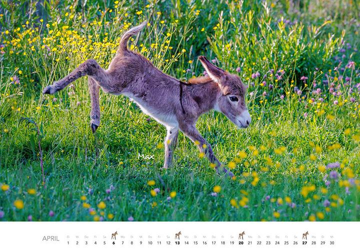 Produktbild Tierkinder auf dem Bauernhof Kalender 2025 (Harter Einband, Deutsch)