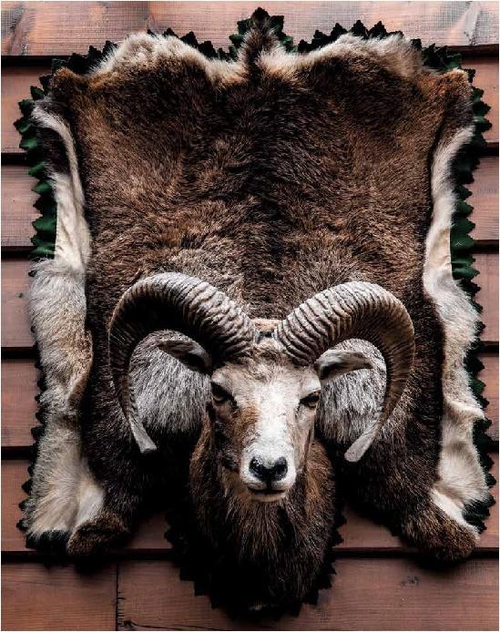 Produktbild Schnelle Wildgerichte - Das Wild Kochbuch (Deutsch, Markus Bitzen, 2021)