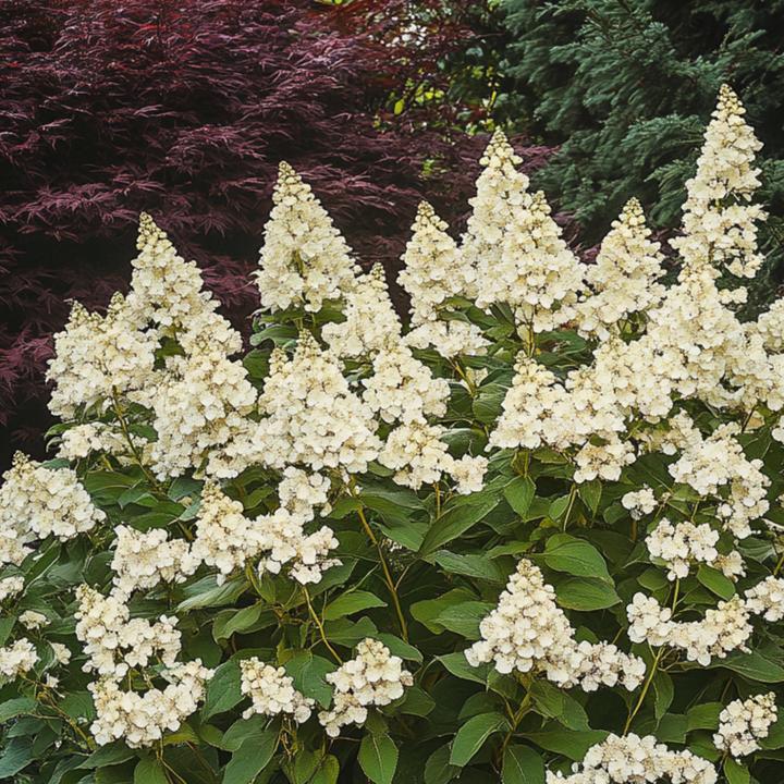 Produktbild Plant in a Box Hydrangea paniculata 'Candlelight' - Hortensie (25 cm)