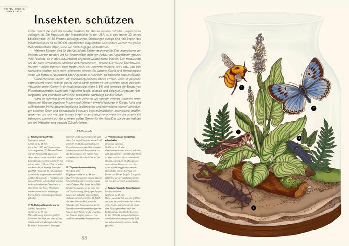 Immagine prodotto Das Museum der Insekten (Tedesco, Dave Goulson, Emily Carter, 2024)