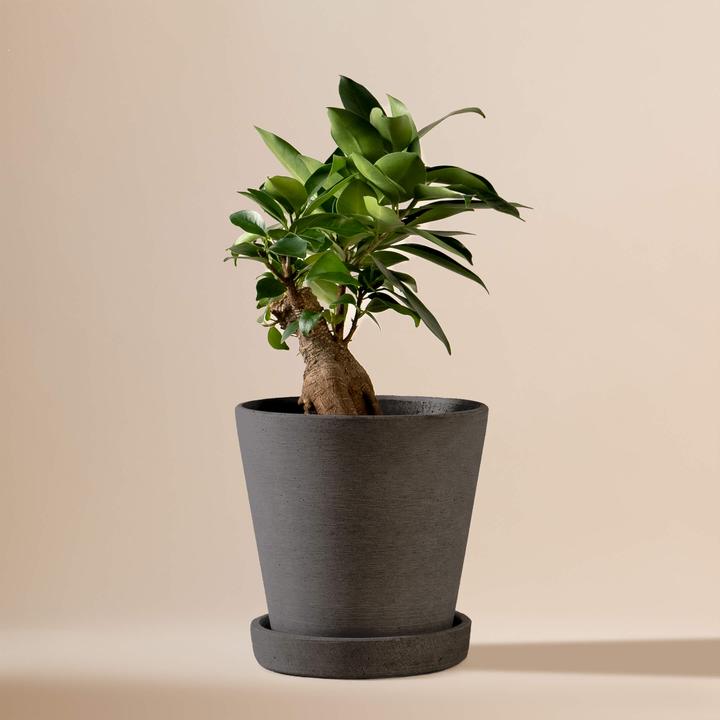 Produktbild Mary and Plants Ficus Bonsai HAY Schwarz (25 cm)