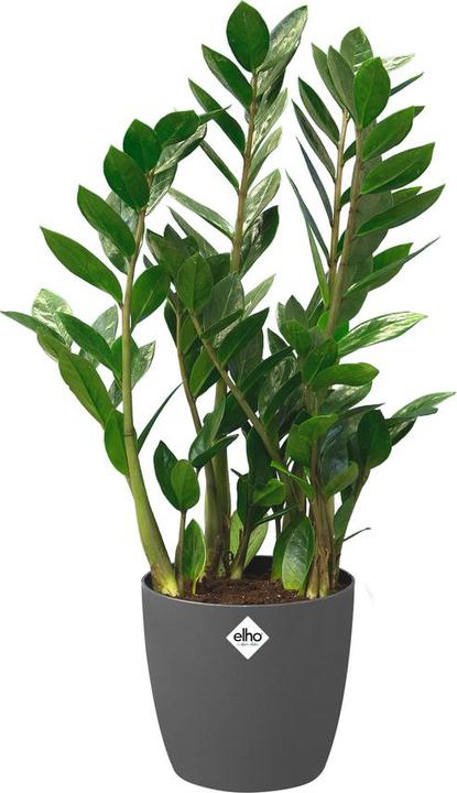 Actual product image Elho Brussels