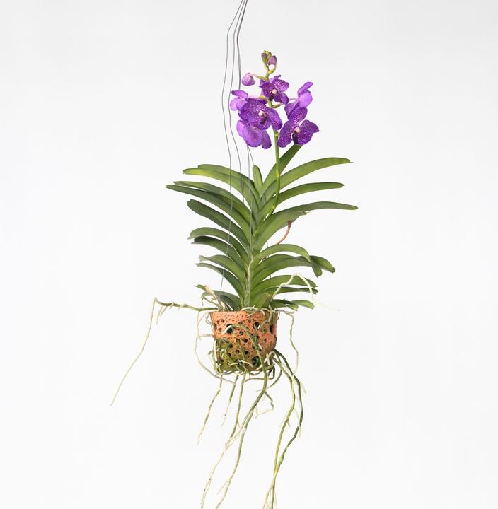 Actual product image Plant in a Box Vanda - Orchid (50 cm)