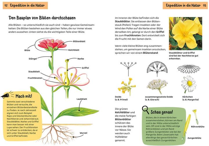 Image du produit Kosmos Was blüht denn da? Kindernaturführer (Allemand, Heike Herrmann, Ursula Stichmann-Marny, 2022)