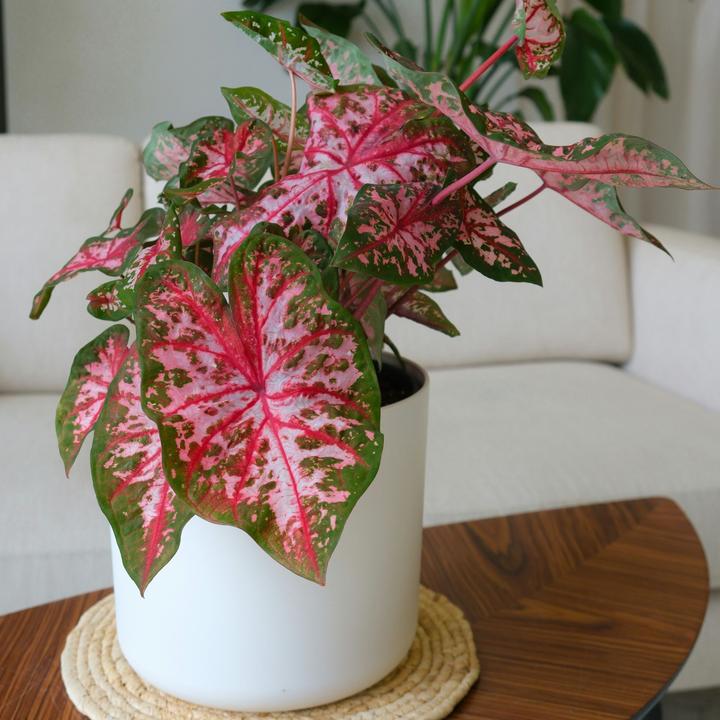 Image du produit Plant in a Box Caladium Carolyn Whorton - (25 cm)