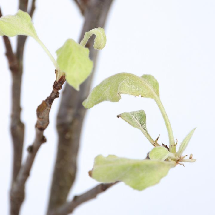 Produktbild Plant in a Box Malus domestica 'Elstar' - Apfelbaum (90 cm)
